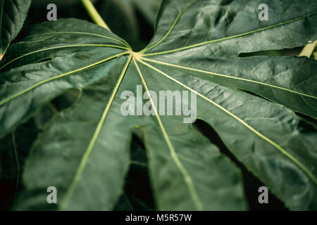 Foglie verdi di Fatsia japonica In Giardino Botanico. Foto Stock