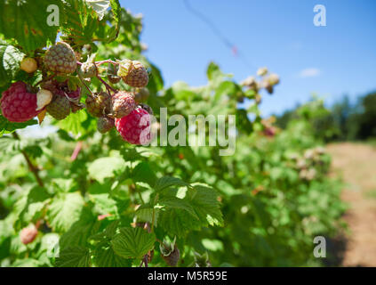 Lamponi cresce su lampone canne in a scegliere la vostra azienda frutticola nella campagna inglese, UK. Foto Stock