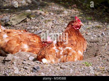 Le galline sdraiati al sole avente un bagno di polvere su terreno coltivato nella campagna inglese e su una giornata d'estate. Foto Stock