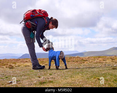 Un escursionista alimentando il loro cane alcuni biscotti di mantenere i loro livelli di energia fino a una lunga passeggiata nel Lake District inglese, UK. Foto Stock