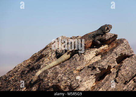 Maschio Chuckwalla comune . Foto Stock