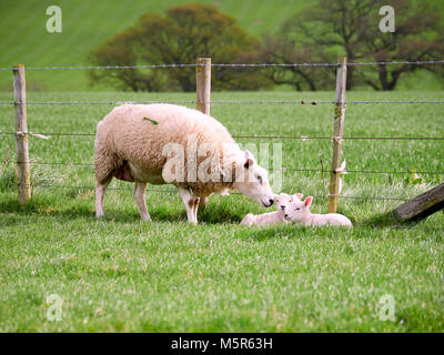 Pecore con i loro agnelli giovani in un campo verde in primavera nella campagna inglese. Bestiame, hill farming. Foto Stock