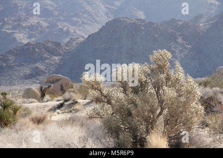 Pencil cholla (Cylindropuntia ramosissima); Indian Cove Campeggio . Foto Stock