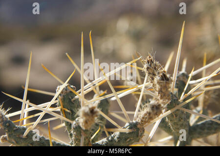 Pencil cholla (Cylindropuntia ramosissima); Indian Cove Campeggio . Foto Stock