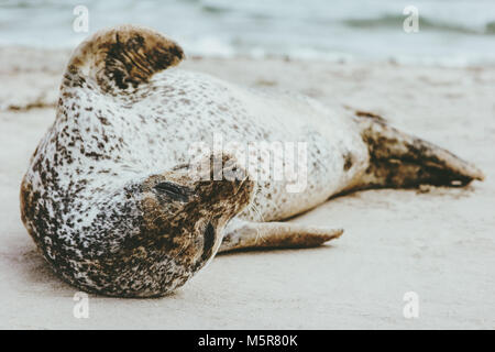 Guarnizione di tenuta del porto animali divertenti di dormire sulla spiaggia sabbiosa Phoca vitulina ecologia il concetto di protezione di sealife scandinavo in Danimarca Foto Stock