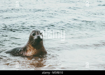 Guarnizione divertente animale Grenen sul mare in Danimarca Phoca vitulina ecologia la tutela della fauna selvatica concetto arctic sealife Foto Stock