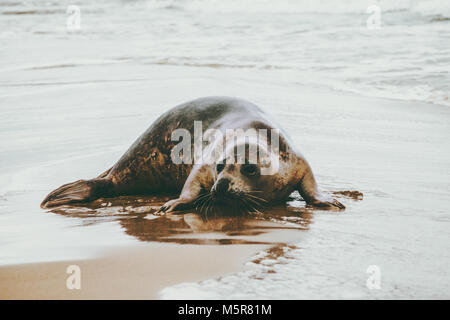 Guarnizione inanellato divertente animale sulla sabbiosa spiaggia del mare di Grenen in Danimarca Phoca vitulina ecologia il concetto di protezione Foto Stock