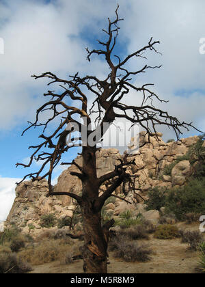 Single-leaf pine (Pinus monophylla) snag; Hidden Valley . Foto Stock