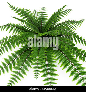 Felce verde su bianco. 3D illustrazione Foto Stock