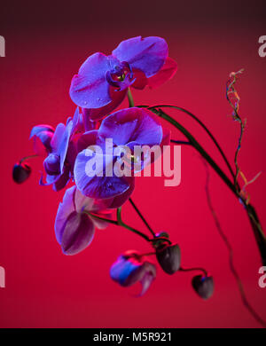 Blue Orchid su sfondo rosso Foto Stock