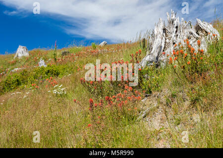 Pennello indiano che fiorisce in un prato in Mt St Helens National Volcanic Monument Foto Stock