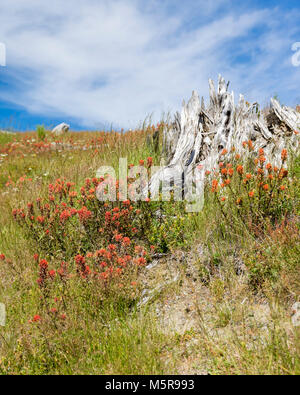 Pennello indiano che fiorisce in un prato in Mt St Helens National Volcanic Monument Foto Stock