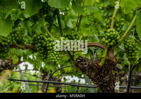 Franconia è una regione per la qualità del vino in Germania nel nord-ovest della Baviera nel distretto di Franconia. Essa è la sola regione del vino in Baviera. Foto Stock