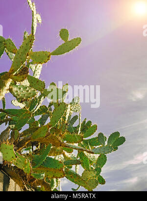 Cactus su ultra violet la luce solare Foto Stock