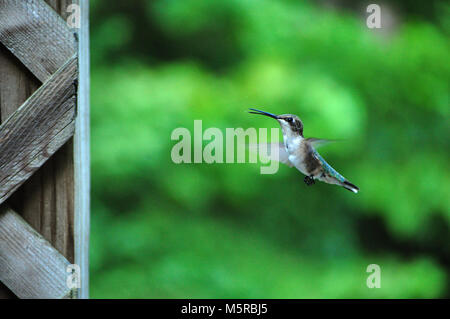 Ronzio uccello passando vicino a Bird Feeder Foto Stock