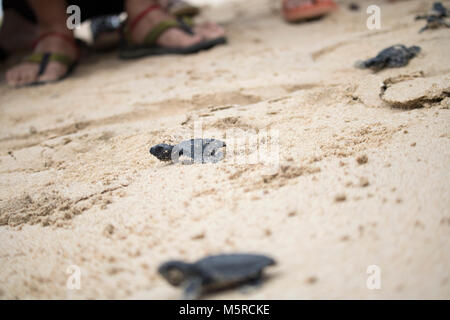 Aceh Besar, Indonesia. Il 25 febbraio, 2018. Mare larve tartaruga provare a raggiungere oceano dopo rilasciato in una spiaggia nella provincia di Aceh Besar Regency, provincia di Aceh, Indonesia. In questo caso, come molti come 50 le tartarughe di mare che ha protetto la legge indonesiana sono liberati. Credito: Abdul Hadi Firsawan/Pacific Press/Alamy Live News Foto Stock