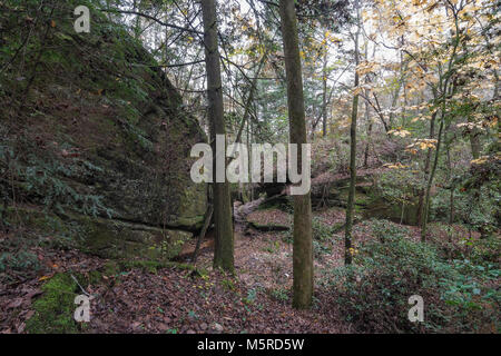 Sentiero escursionistico a Dismals Canyon nella contea di Franklin, Alabama. Foto Stock