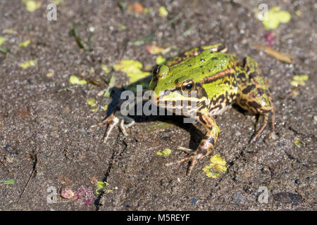 Rana verde, acqua comune rana, Pelophylax esculentus Foto Stock