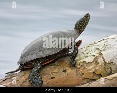 Dipinto di tartaruga (Chrysemys picta), la più diffusa di tartaruga nativo del Nord America, seduto su un registro nel nord dello stato del Colorado, STATI UNITI D'AMERICA Foto Stock