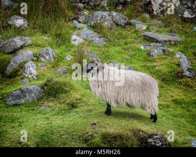 Testa di Achill, nella contea di Mayo sulla costa occidentale dell' Irlanda Foto Stock