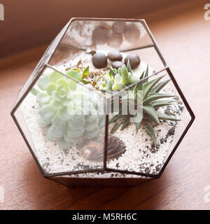 Mini succulente in giardino Terrario in vetro sul davanzale di legno. Succulente con sabbia e rocce nella scatola di vetro. Home elementi di decorazione. Foto Stock