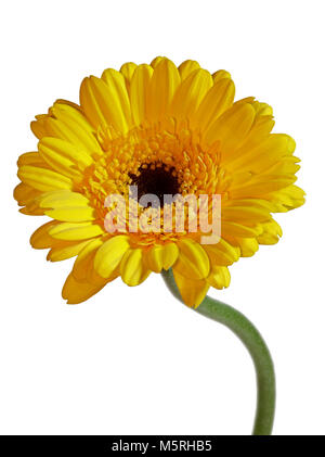 Gerbera gialla fiore su sfondo bianco Foto Stock