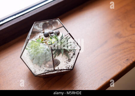 Mini succulente in giardino Terrario in vetro sul davanzale di legno. Succulente con sabbia e rocce nella scatola di vetro. Home elementi di decorazione. Foto Stock