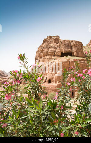 Facciata di un edificio bellissimo nel sito archeologico di Petra, Giordania, con oleandro Rosa fiori in primo piano. Foto Stock