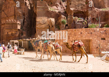 PETRA, GIORDANIA - Aprile 25, 2016: Arabo Beduino Giordano uomo Cavalca un cammello in Petra .Petra fu originariamente la città capitale del Nabataeans, un antico Foto Stock