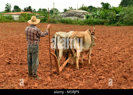 L'agricoltore cubano con buoi, Valle de Vinales, Cuba, Pinar del Rio provincia Foto Stock