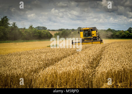 Tempo del raccolto in Suffolk Foto Stock