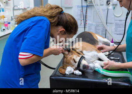 Un chirurgo veterinario esamina l'orecchio di un cane in un ambulatorio veterinario Foto Stock