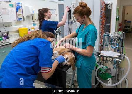 Un cane viene preparato ad un intervento chirurgico di un veterinario e infermieri Foto Stock