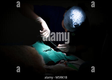 Un chirurgo veterinario si chiude fino a seguito di un intervento su un cane in un ambulatorio veterinario Foto Stock