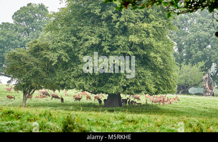 Daini bucks e il DOE rifugiandosi sotto grandi alberi dalle foglie verdi in aperta campagna in Inghilterra, Regno Unito. Foto Stock