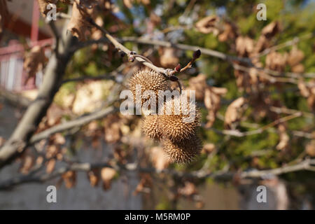 Albero piano (platanus) sementi sfere Foto Stock