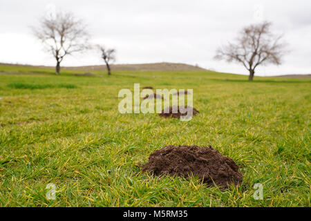 Nuovo molehills sul manto erboso realizzato in moli di popolazione e molti alberi sullo sfondo Foto Stock