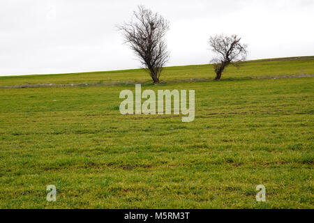 Due alberi in verde campo di grano Foto Stock