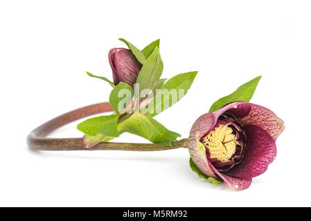 Helleborus fiore con bud isolato su bianco Foto Stock