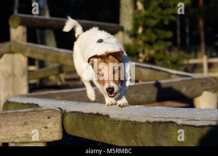 Terrier facendo esercizio di bilanciamento a dog park Foto Stock