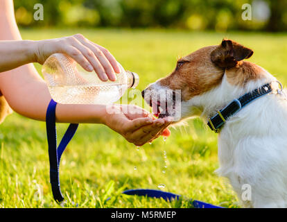 Cane di acqua potabile da donna mano durante il cammino Foto Stock