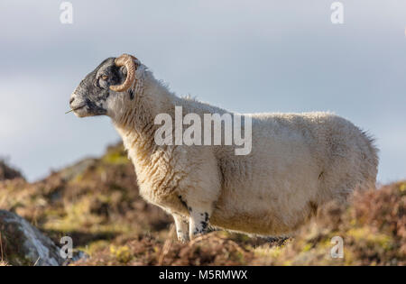 Blackface pecore, inverno, Argyll and Bute, Scozia occidentale, Regno Unito Regno Unito Foto Stock