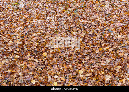Tappeto di faggio, foglie di autunno, New Forest, Hampshire, inverno, REGNO UNITO Inghilterra Foto Stock