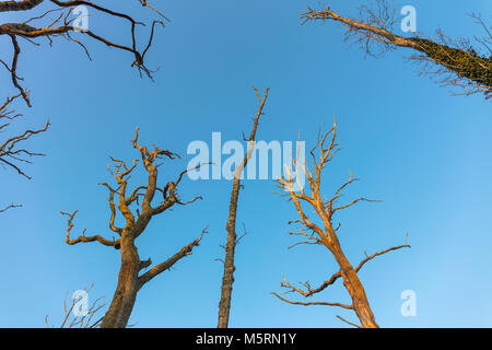 Gli alberi morti, New Forest, Hampshire, Inghilterra, Regno Unito Foto Stock