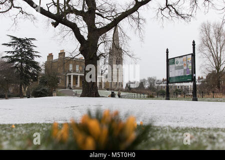 Londra, Regno Unito. Il 26 febbraio 2018. Regno Unito meteo. Neve a Stoke Newington, come il cosiddetto 'bestia da est' arriva. Il giallo di crochi nella neve in Clissold Park con Clissold casa sullo sfondo. Credito: Carol moiré/Alamy Live News. Foto Stock