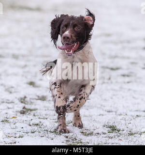 Norfolk , Inghilterra , Regno Unito. Il 26 febbraio 2018. Sid la Springer Spaniel divertendosi nel primo bit di neve. Credito: Tim Oram/Alamy Live News Foto Stock
