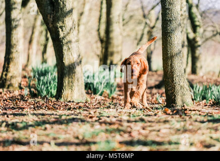 4 mese fa Wirehaired Vizsla ungherese cucciolo Foto Stock