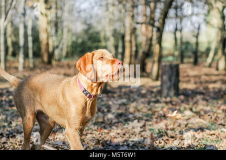 4 mese fa Wirehaired Vizsla ungherese cucciolo Foto Stock