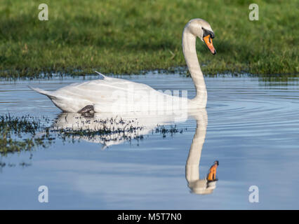 Bianco Cigno (Cygnus olor) con riflesso perfetto, vista laterale, nuoto in acqua in inverno in Inghilterra, Regno Unito. Foto Stock