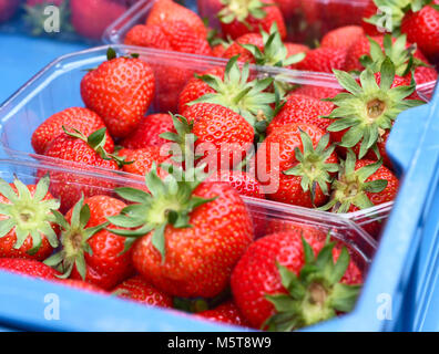 Fragole mature nelle caselle. Di frutti di bosco freschi frutti di un mercato in stallo. Per vendere o comprare frutta di stagione su un mercato degli agricoltori. Fresche, maturi frutti estivi. Foto Stock